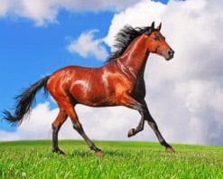 Brown Horse paint by number