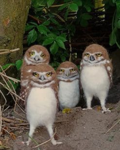 Burrowing Owl Babies paint by numbers