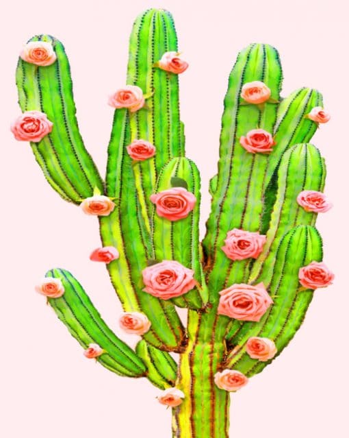 Cactus And Roses paint by numbers