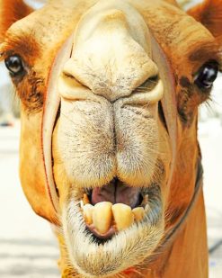 Camel Face paint by numbers