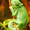Chameleon Lizard paint by numbers