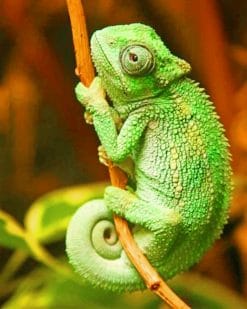 Chameleon Lizard paint by numbers