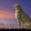 Cheetah Wildlife Paint by number