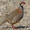 Chukar Partridge paint by numbers