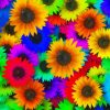 Colorful Sunflowers paint by number