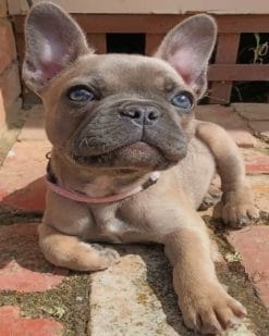 Cute French Bulldog paint by numbers