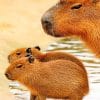 Cute Capybara paint by numbers