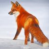 Cute Red Fox paint by number