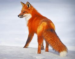 Cute Red Fox paint by number