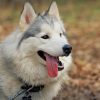Cute Siberian Husky paint by number