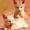 Cute Twins Fox paint by numbers
