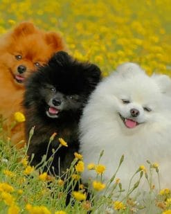 Cute Pomeranian Dogs paint by numbers
