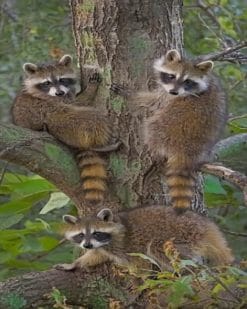 Cute Raccon Family paint by numbers