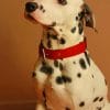 Dalmatians Breed Dog paint by numbers