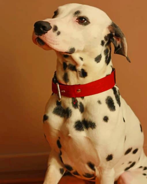 Dalmatians Breed Dog paint by numbers