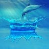 dolphin Jumping In Water paint by number