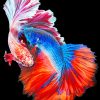 Fighting Fish Betta paint by numbers
