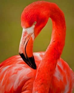 Flamingo Bird paint by numbers