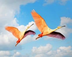 Flying Flamingo Birds paint by number