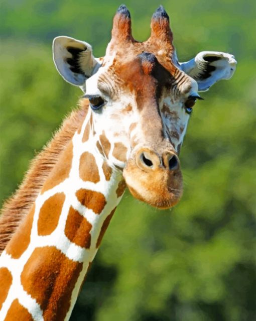 Giraffe Animal paint by numbers