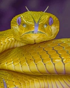 Golden Snake paint by numbers