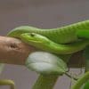 Green Mamba Snake paint by number