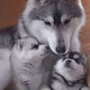 Husky Family paint by numbers