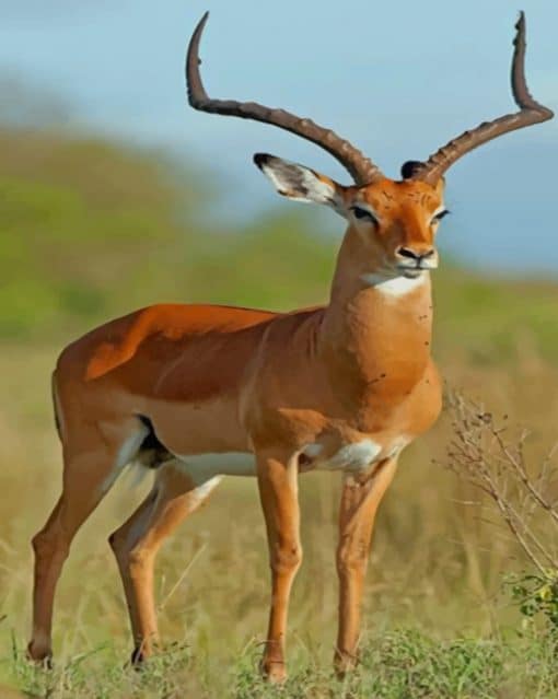 Impala Antelope paint by numbers