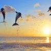 Jumping Dolphins At Sunset paint by number