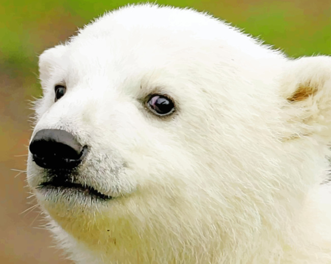 Knut Polar Bear paint by numbers