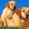 Labrador Retriever Dogs paint by number