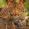 Leopard Cub paint by numbers