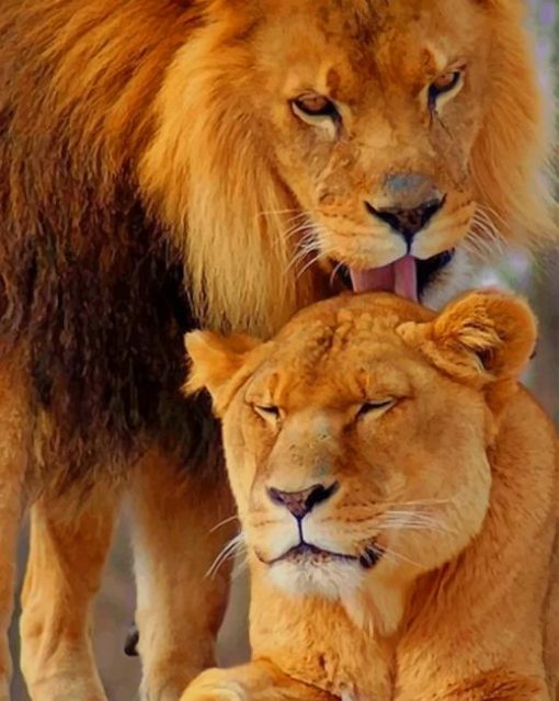 Lion And Lioness paint by numbers