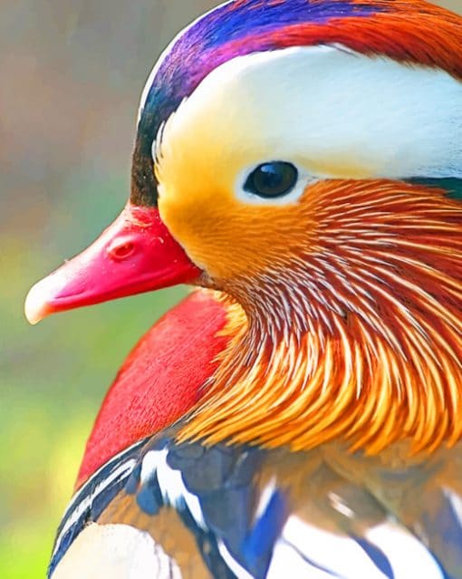 Mandarin Duck Bird paint by numbers