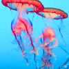 Marine Life Jellyfish paint by numbers