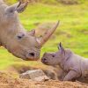 Mom And Baby Rhinoceros painnt by numbers