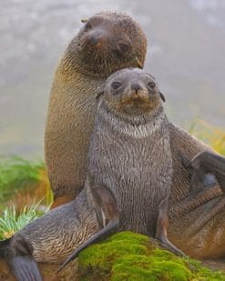 Mom And Baby Seals paint by numbers