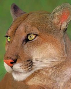 Mountain Lion Portrait paint by numbers