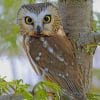 Northern Saw Whet Owl paint by numbers