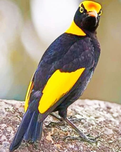Orange And Black Bird Australia paint by numbers