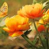 Orange Flowers With Butterfly paint by number