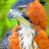 Ornate Hawk Eagle paintt by numbers