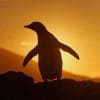 Penguin Sunset paint by numbers