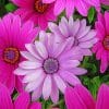 Pink And Purple Daisies paint by numbers