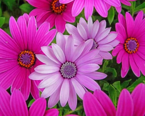 Pink And Purple Daisies paint by numbers