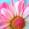 Pink Daisy Flower paint by number