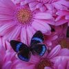 Butterfly On Pink Gerbera Daisies paint by numbers