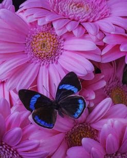 Butterfly On Pink Gerbera Daisies paint by numbers