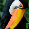Pretty Toucan painnt by numbers