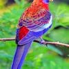Purple And Red Bird paint by numbers